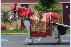 Indian_wedding_horse